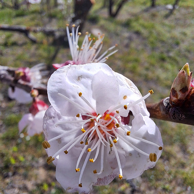 Mandel (Prunus dulcis)