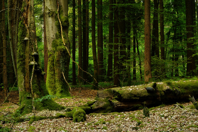 Noch ein unaufgeräumter Wald