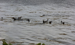 NC500 GT. - 64 – Firth of Cromarty