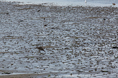 20140907 4815VRAw [NL] Großer Brachvogel (Numenius arquata), Terschelling