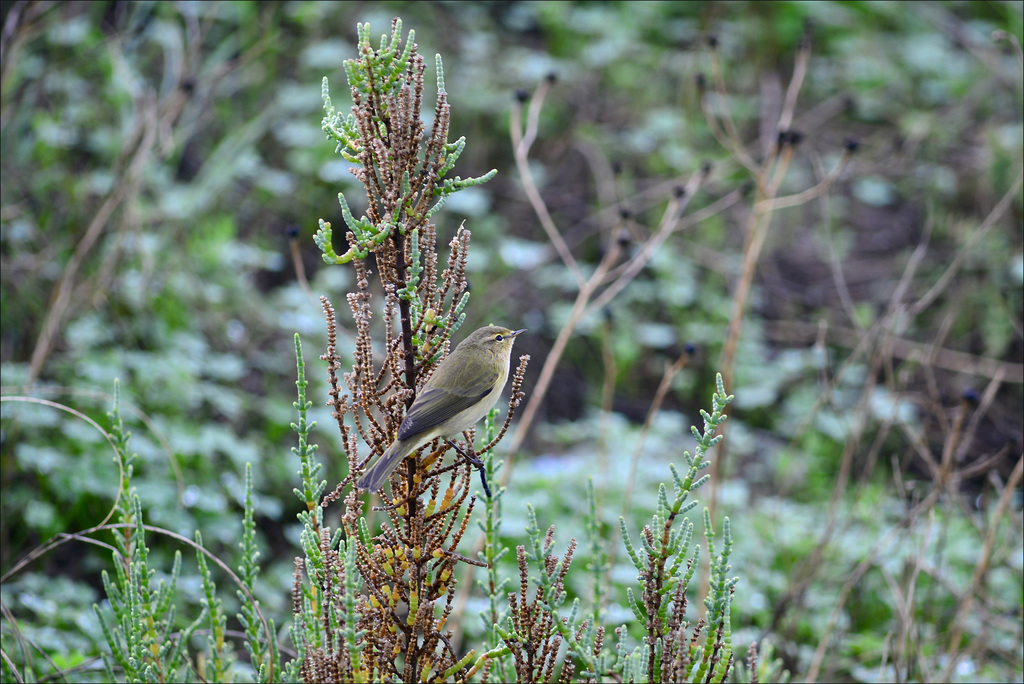 Phylloscopus collybita, Felosinha-comum