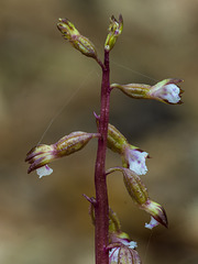 Corallorhiza odontorhiza (Autumn Coral Root orchid)