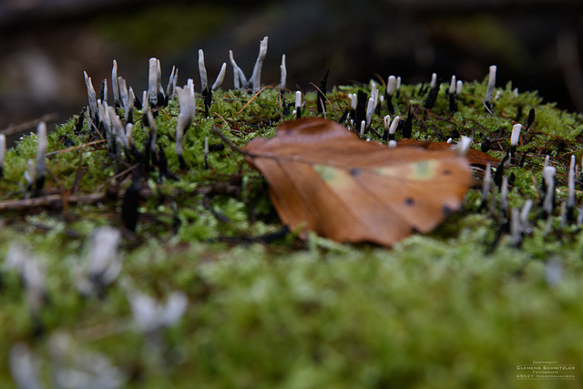 Herbst 2016