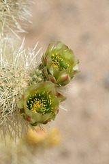 Cholla Flowers