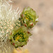 Cholla Flowers