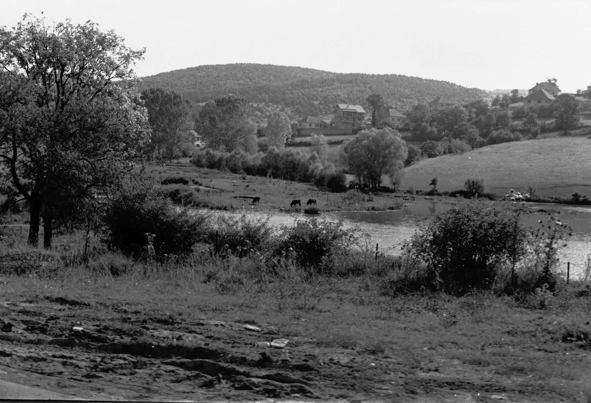 landscape with cows 1