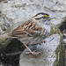 White-throated Sparrow