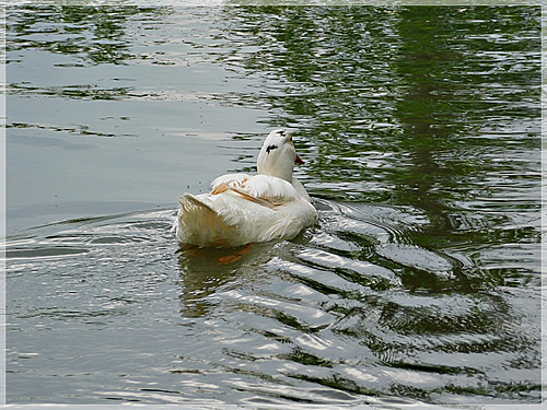 Au moulin de la Rouzique (24)