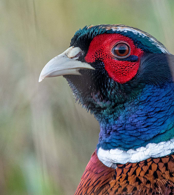 Pheasant close up