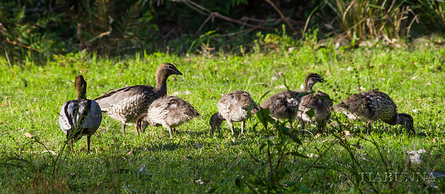 The duck family