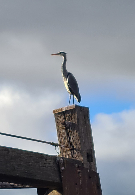 Heron on the lookout