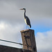 Heron on the lookout