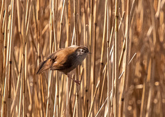 Cetti's warbler