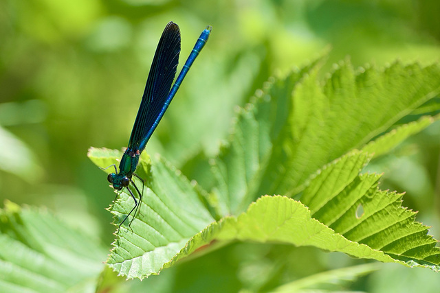 Männchen der Blauflügel-Prachtlibelle