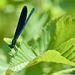 Männchen der Blauflügel-Prachtlibelle