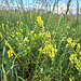 Echtes Leinkraut (Linaria vulgaris)