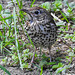 20220704 1374CPw [D~LIP] Misteldrossel (Turdus viscivorus), UWZ, Bad Salzuflen