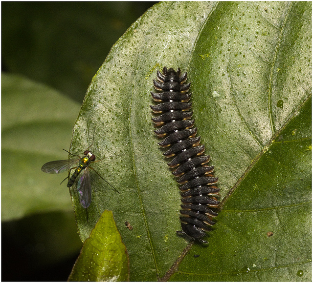 IMG 0548 Millipede