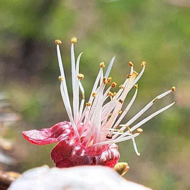 Mandel (Prunus dulcis)