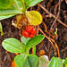 Seeds hibbertia scandens