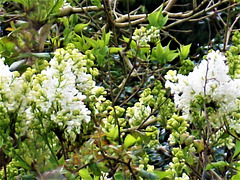 White lilac opening up outside