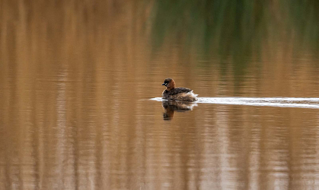 Little grebe