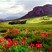 Poppies in Andalucia