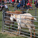 STTES[25] - goats