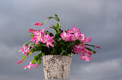 Weihnachtskaktus Weihnachtskaktus