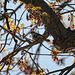 Female Downy Woodpecker