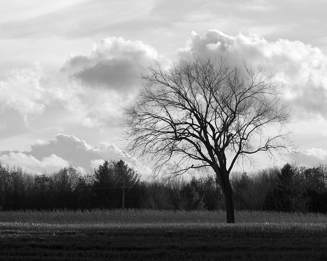 29/50 l'orme de M. Charbonneau, Mr. Charbonneau's elm tree