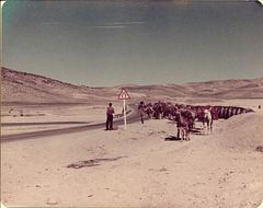 Qashqai tribe caravan in Fars, Iran, 1977