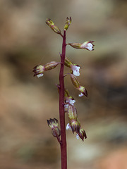 Corallorhiza odontorhiza (Autumn Coral Root orchid)