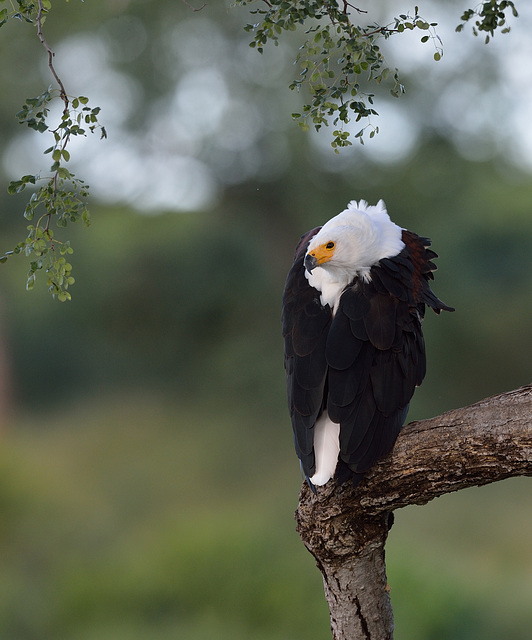 Aigle pêcheur