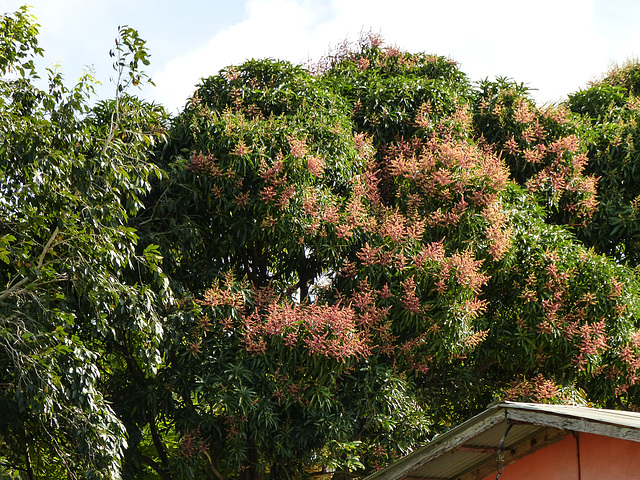 Mango tree, Nariva Swamp afternoon, Trinidad