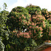 Mango tree, Nariva Swamp afternoon, Trinidad