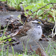 White-throated Sparrow