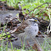 White-throated Sparrow