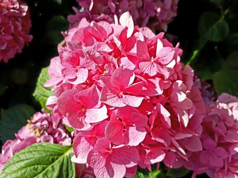 Un hortensia a Gerberoy