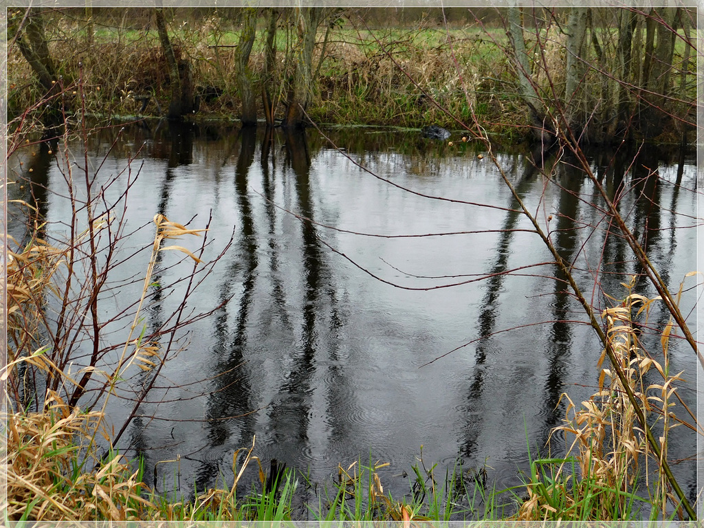 Dans le Marais noir de Saint Coulban à Saint Père (35): Reflets