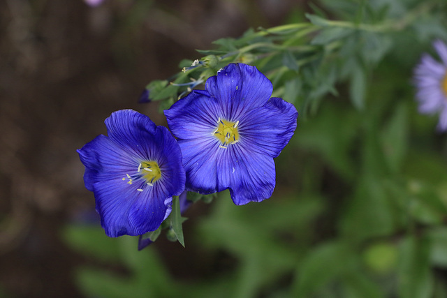 Blue Flax