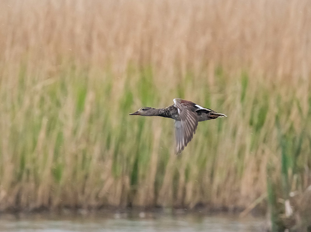 Gadwall