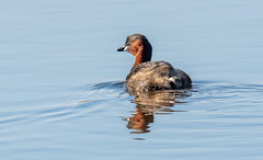 Little grebe