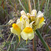 Echtes Leinkraut (Linaria vulgaris)