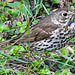 20220704 1375CPw [D~LIP] Misteldrossel (Turdus viscivorus), UWZ, Bad Salzuflen