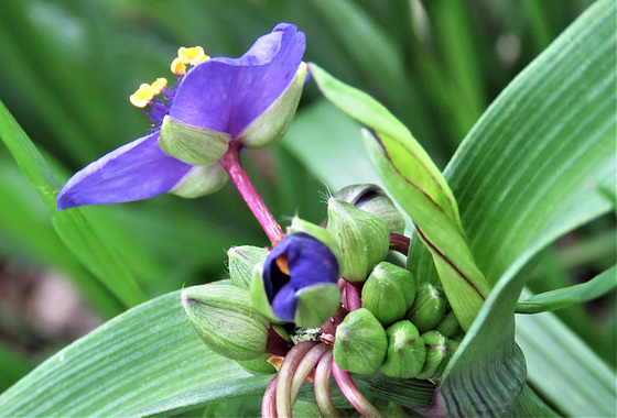 Spiderwort