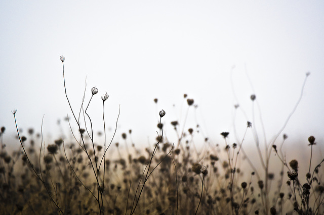 What's left of Queen Anne's lace