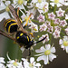 Insects & Flowers