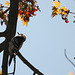 Female Downy Woodpecker