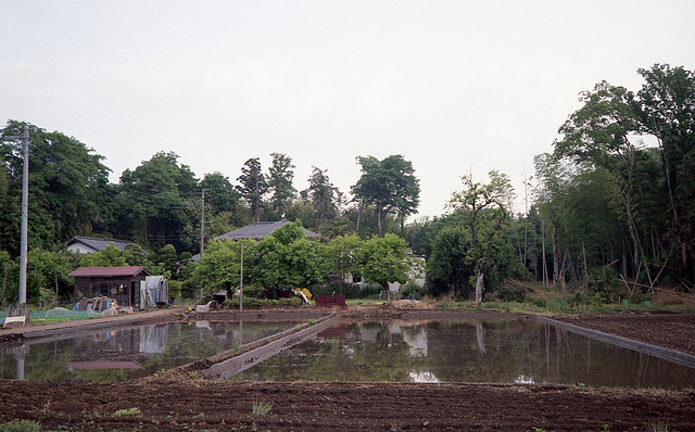 Paddies ready to plant seedlings